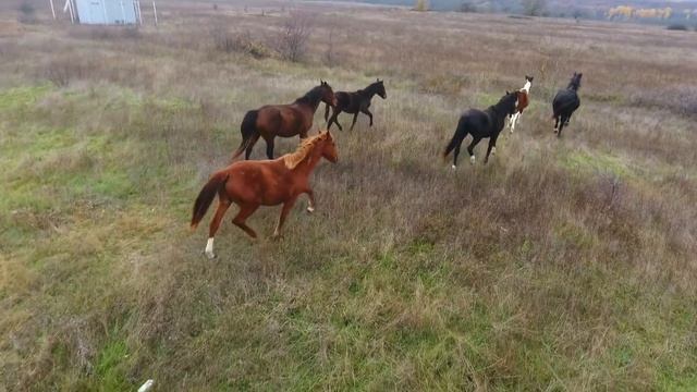 Жить в Крыму: Байдарская долина. Размеренная жизнь на природе. Ти-Арт