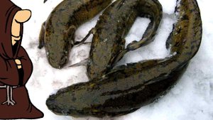 Налим днем на удочку, рыбалка на налима со льда на донки и на стук