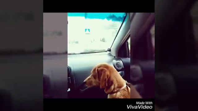 Майла в машине)) смотреть онлайн