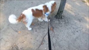 How to Train your Dog not to Pull on the Leash | Cavalier Loose Leash Walking Training