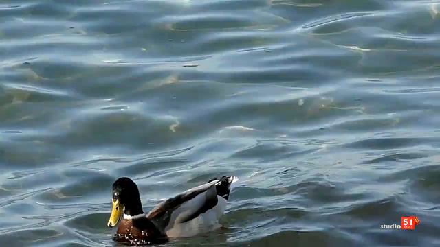 Вместе победим пандемию! Анапский композитор Яков Перадзе написал и исполнил песню на злобу дня... смотреть онлайн