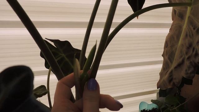 Алоказия Полли (Alocasia): цветение, уход и содержание (часть 1) смотреть онлайн