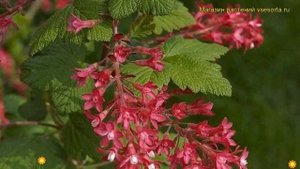 Смородина кроваво-красная Коджа. Краткий обзор, описание характеристик ribes sanguineum Koja