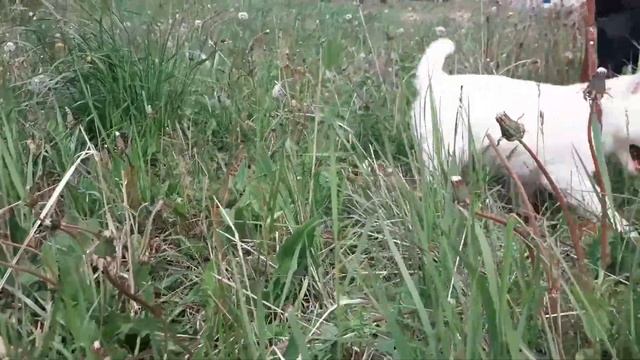 белый хаски смотреть онлайн