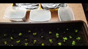 РЕДИС НА ПОДОКОННИКЕ.