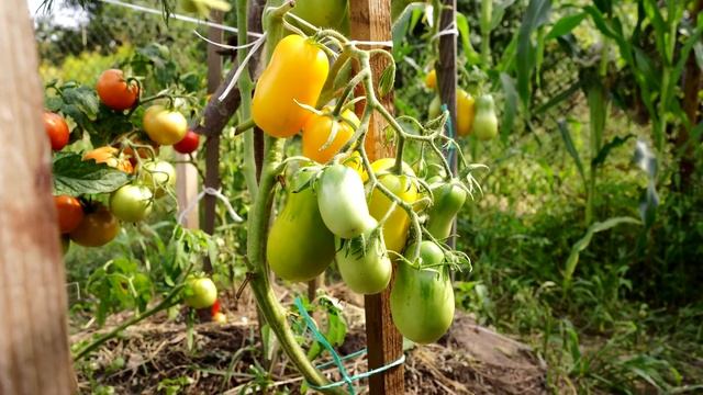 ПРОВЕРЕННЫЕ СОРТА ТОМАТОВ ДЛЯ ОТКРЫТОГО ГРУНТА! смотреть онлайн