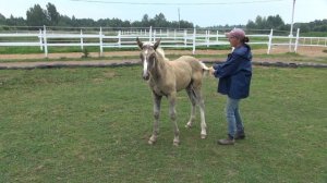 Как учить лошадь не лягаться.