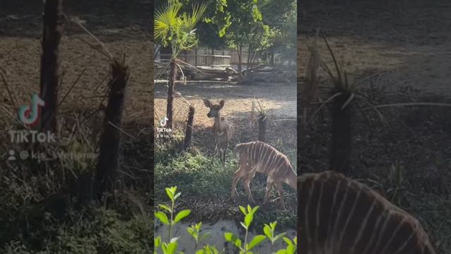 Дубай Сафари Парк 2021 Dubai Safari Park