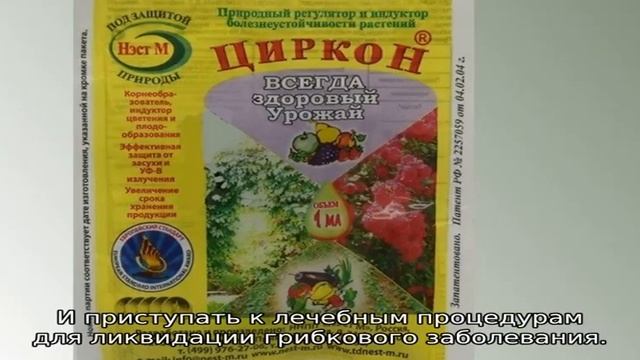 Вредители и болезни туи смотреть онлайн