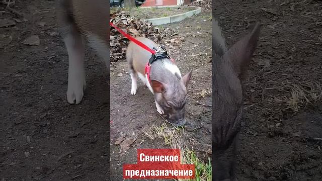 Первая прогулка этой весной. Выгул Кабачка. #micropig #minipig #микропиг_кабачок #animal #минипиг