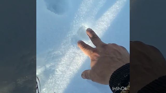 Как поймать лису, или кота в ловушку для фазана. смотреть онлайн