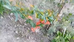 Цветущие садовые  многолетники. Обзор растений.