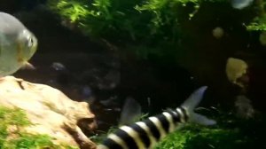 Tropical Fishes. Тропические рыбы.