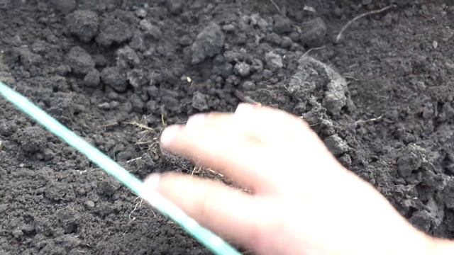 ВЫСАДКА ЧЕРЕНКОВ ВИНОГРАДА ОСЕНЬЮ КАК СДЕЛАТЬ ВСЁ ПРАВИЛЬНО смотреть онлайн