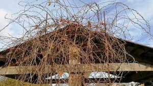 лимонник китайский. лиана из семян.