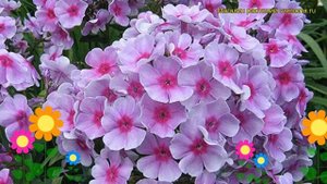Флокс метельчатый Районант. Краткий обзор, описание характеристик phlox paniculata Rajonant