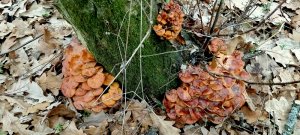 ‼️СБОР ГРИБОВ В ПОСЛЕДНИЕ ДНИ ОСЕНИ 2021 г.‼️