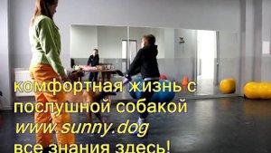 на ребенка гавкает собака что делать собака гавкает и нападает на ребенка