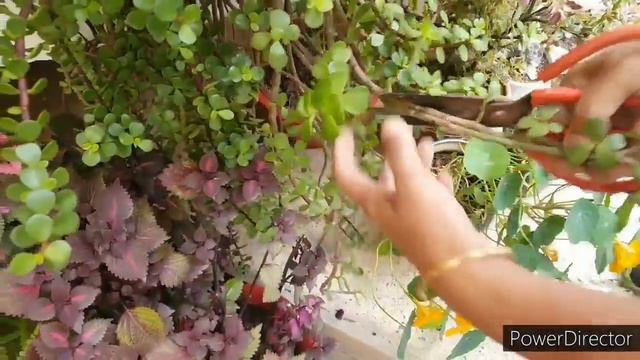 Making Jade plant Bushy//Propagation by cutting смотреть онлайн