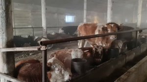 Фермерское хозяйство | Откорм быков