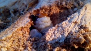 ЛИЧИНКА КОРОЕДА ВЫГЛЯДЫВАЕТ ИЗ ПНЯ