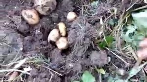 Что будет, если не выкопать картошку на зиму? Озимая картошка.