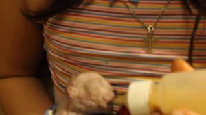 кормление из бутылочки котенка