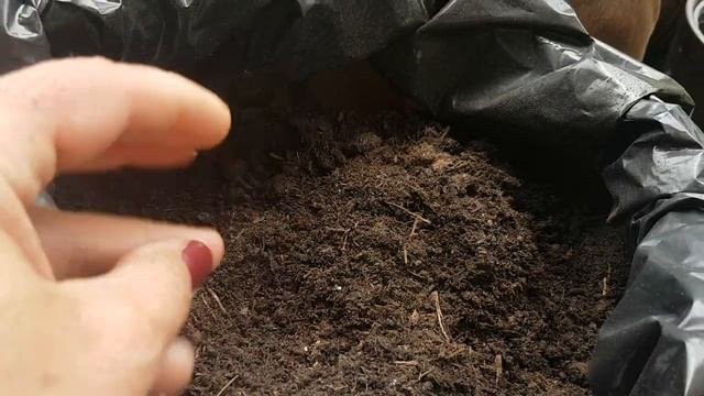 МОИ ЭПИФИЛЛУМЫ.Мои цветы,пересадкаКУПИЛА КАКТУСЫ.2020.212.Epiphyllum.