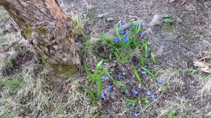 Собственный дом в Финляндии, Как живут простые люди, Весенние работы в саду