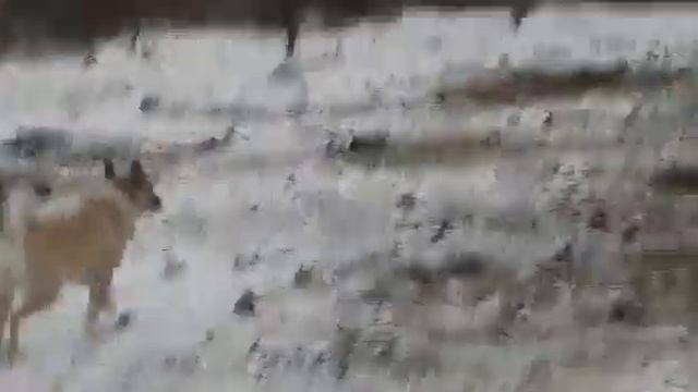 ЧИНА ПАСТУШКА - МАРАЛЫ !!! смотреть онлайн