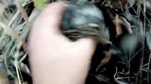 Валуй, семейный гриб.