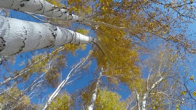 Золотая осень в Сибири часть 2_Golden Autumn in Siberia part 2