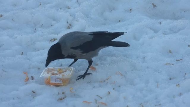 Вороны тоже любят кушать смотреть онлайн