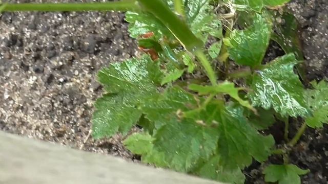 Боремся с вредителями саженцев (мочим гусениц!) смотреть онлайн