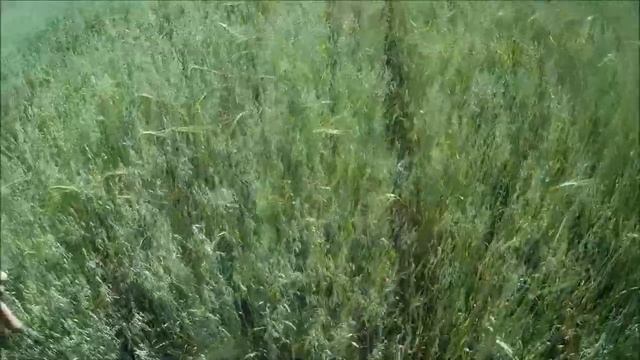 Посевы по Овсинскому на солонцах через 2 месяца. смотреть онлайн