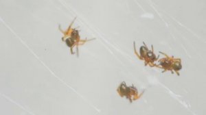 Steatoda paykulliana with spiderlings