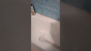 Потёк водонагреватель. Новатек.