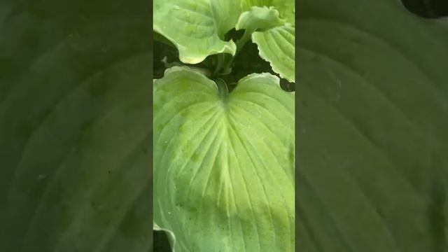 Хоста Лейксайд Брейкин Ньюс 'Lakeside Breaking News'. Hosta garden tour 2021