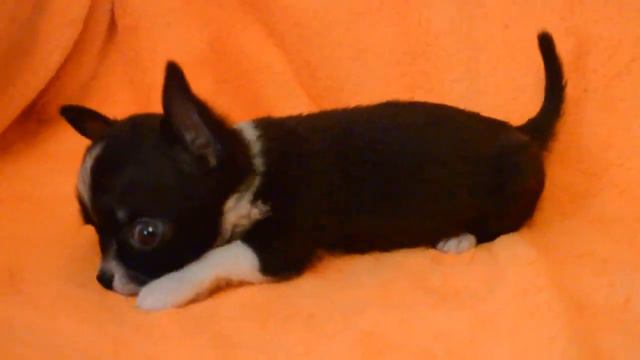 Мальчик чихуахуа суер мини размера 2мес. смотреть онлайн