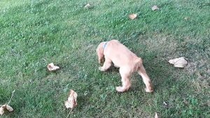 Спаниель Дина. Какие команды знает щенок 2,5 месяца (27.10.2019)