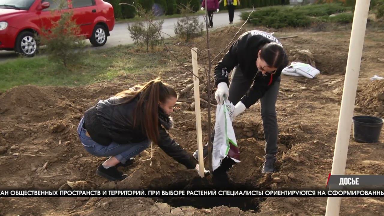 К юбилею Волжского в городе высадят полторы тысячи деревьев