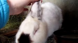 Калифорнийские кролики (самец 1 год)