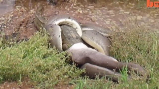 Змея пожирает крокодила после 5-часовой битвы смотреть онлайн