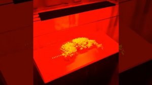 Аквариумная лампа с таймером