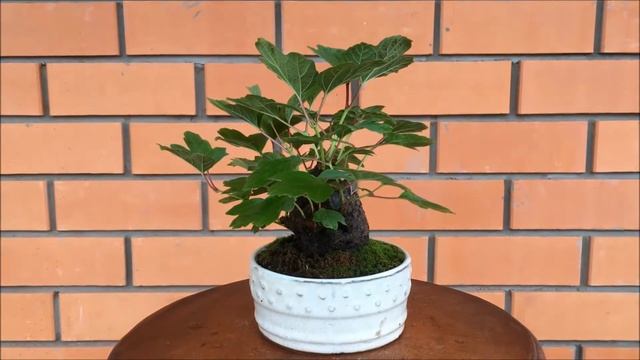 Бонсай Калина   (ЛАТ. VIBURNUM)