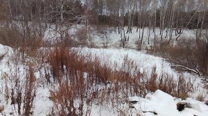 Площадь пожухлой зимней поры