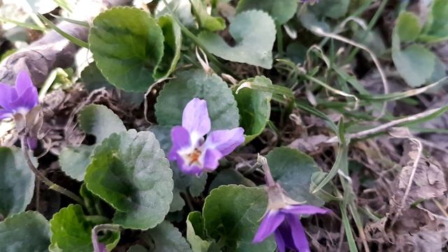 Фиалка Душистая, фиолетовые цветы, апрель смотреть онлайн