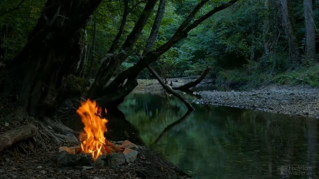 Уход за каллой комнатной смотреть онлайн
