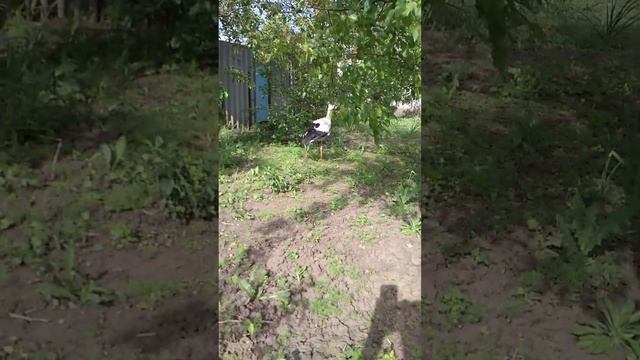 Аист, Журавль, Цапля смотреть онлайн