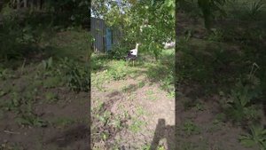 Аист, Журавль, Цапля